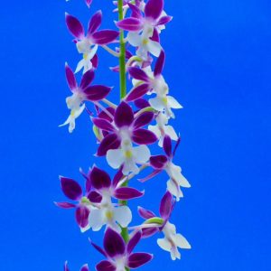 Shop Premium Japanese Orchids - Seed Engei